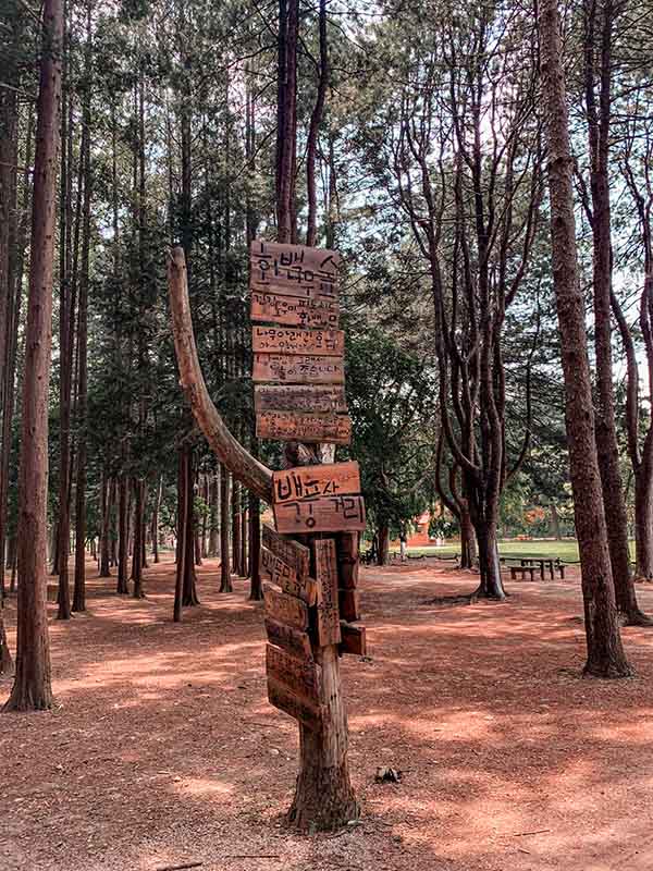 Nami Island Travel Guide